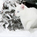 Whitecat Kitty