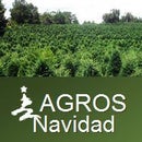 Arboles de Navidad