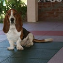 Bodie the Basset