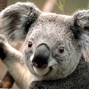 Koala 46