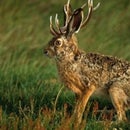 Jackalope