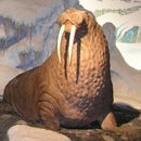 Speed Walrus