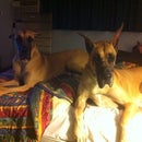 Wild Side Danes