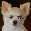 えのころ犬 が Foursquare 利用中