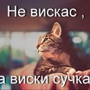 Бродячий Кот