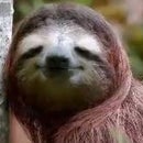 Devlynne Sloth
