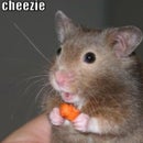despereaux mouse