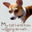 My Tail Hurts From Wagging So Much