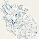The Mechanical Heart