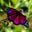 Missbea's profile image