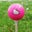 Suzie Wong's profile image