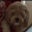 Ryan Thurkauf's profile image