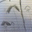 Luis Torrales's profile image
