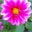 Chely's profile image