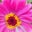 Ali Petrey's profile image