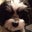 Diane Marie's profile image