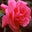 Tunji Browne's profile image