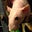 Andrew Ingordo's profile image