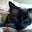 Cherie Sekulich's profile image