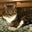 Sharon Baldinelli's profile image