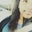 Tristyn Ballenger's profile image