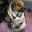Duckie's profile image