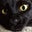 Dylan Karel's profile image