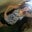 Venus Supnet's profile image