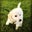 Thomas Kim's profile image