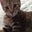 Michaela Gormish's profile image