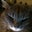 Susan Bell's profile image