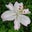 Nettie Hill's profile image