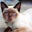 Sarah McCarthy's profile image