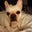 Chuck Clifford's profile image
