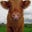 Jenny Moomoo's profile image
