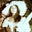 Gwenda Barath's profile image