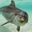 Marine_Biology 1000's profile image