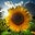 Mirella Barrios's profile image