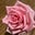 Victoria H.'s profile image