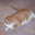 Jessica Langmeyer Specht's profile image