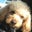 Doggy-Joggy Petcare's profile image