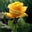 Bella Rosa Cam's profile image