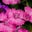 Sue Carole DeV. C.'s profile image