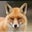 DeeAnn Diaczynsky's profile image