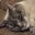 Jack Maitre's profile image
