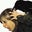 The boss's profile image