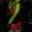 Alisa's profile image