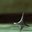 Misah Namvar's profile image