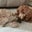 Lucy-Chessie Fageol's profile image