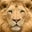 Basil Lion